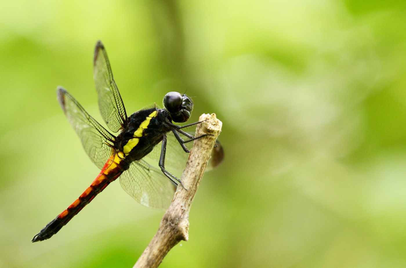 Protorthemis coronata, een van de vele soorten libellen die op naam werd gebracht. © Geert Beckers