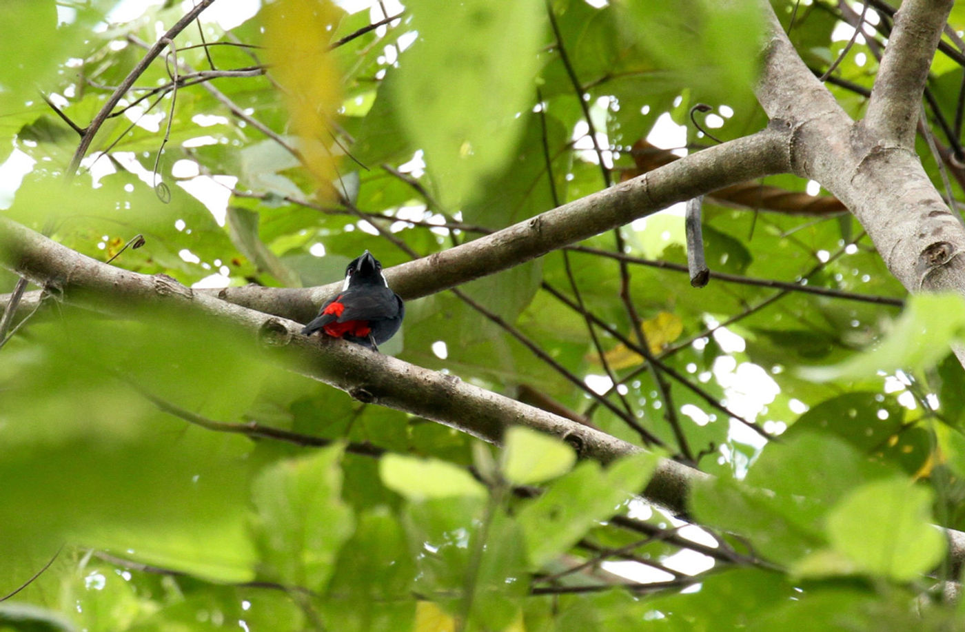 STARLINGreizenBlogberichten (740 van 1762) Lowland peltops. © Geert Beckers
