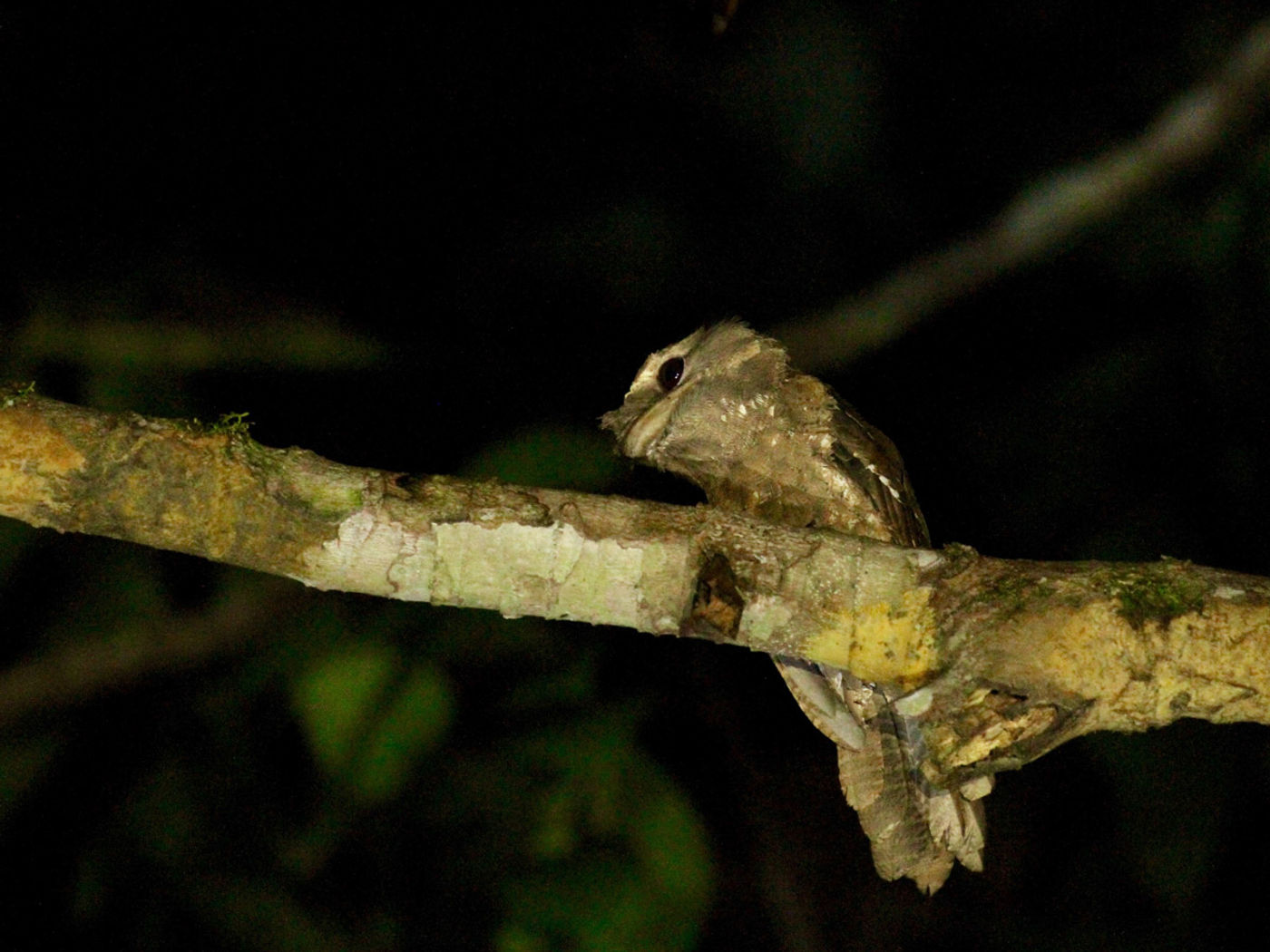 Marbled frogmouth. © Geert Beckers