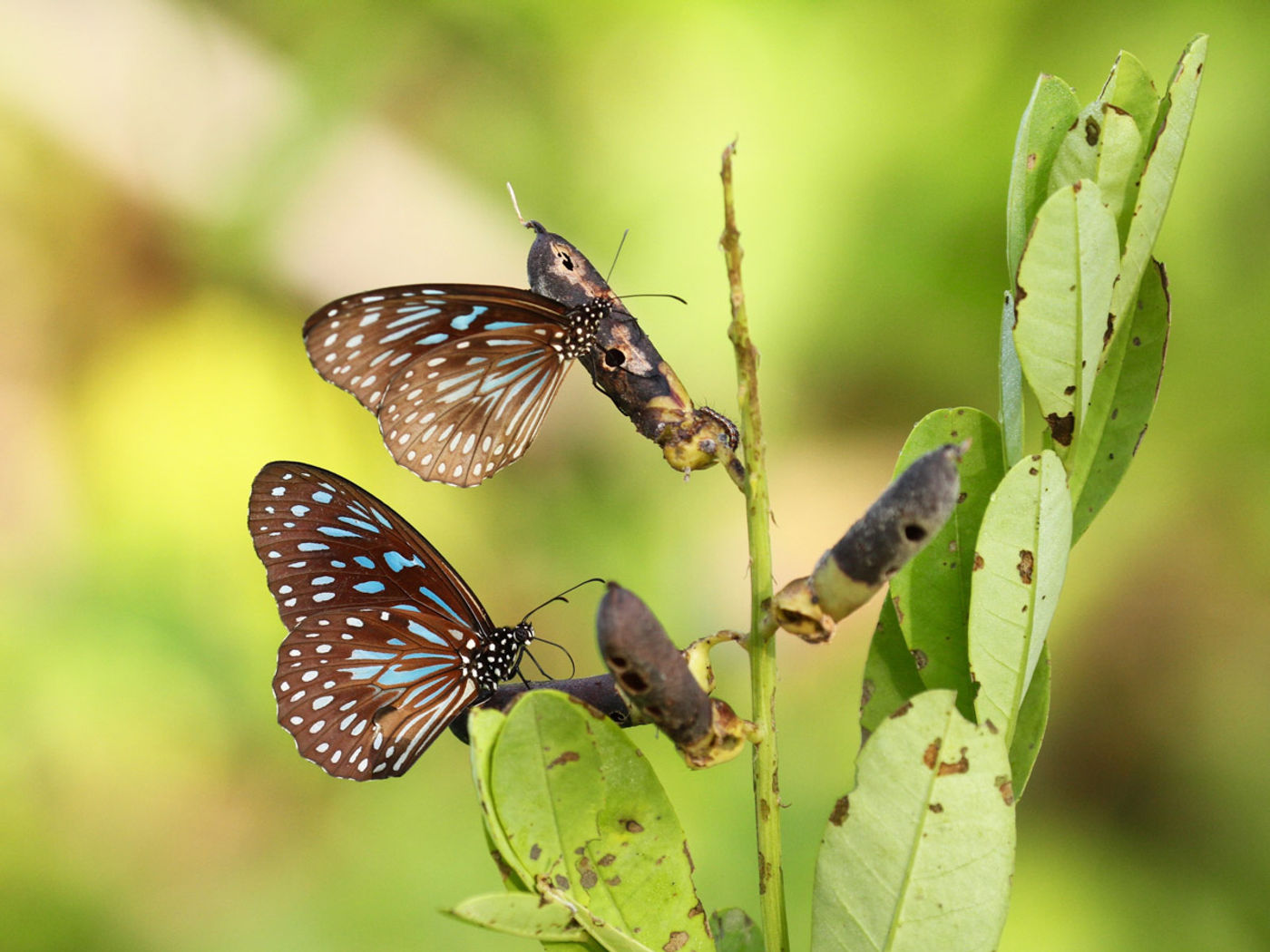 Dark-blue tiger - Tirumala septentrionis. © Geert Beckers