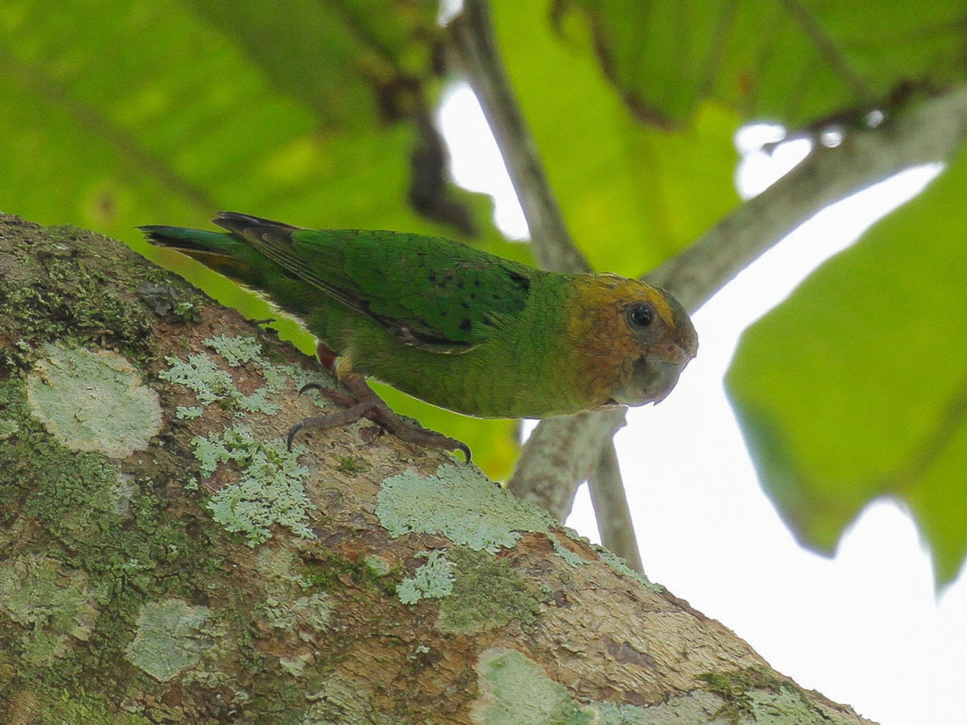 Buff-faced pygmy-parrot, de kleinste papegaai ter wereld. © Geert Beckers