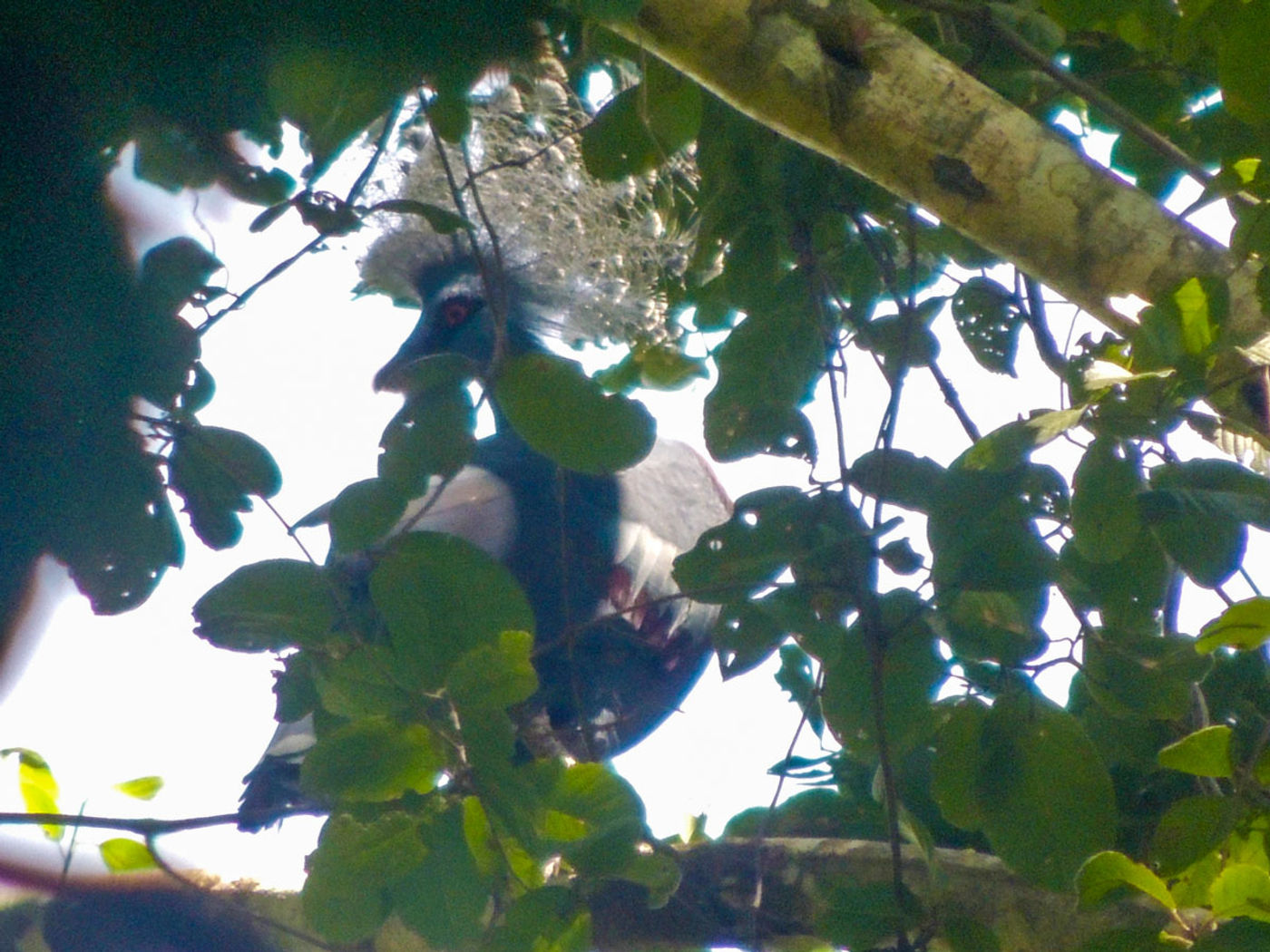 Victoria crowned-pigeon. © Luc Bekaert