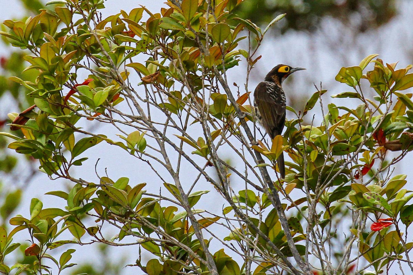 Ornate honeyeater. © Geert Beckers