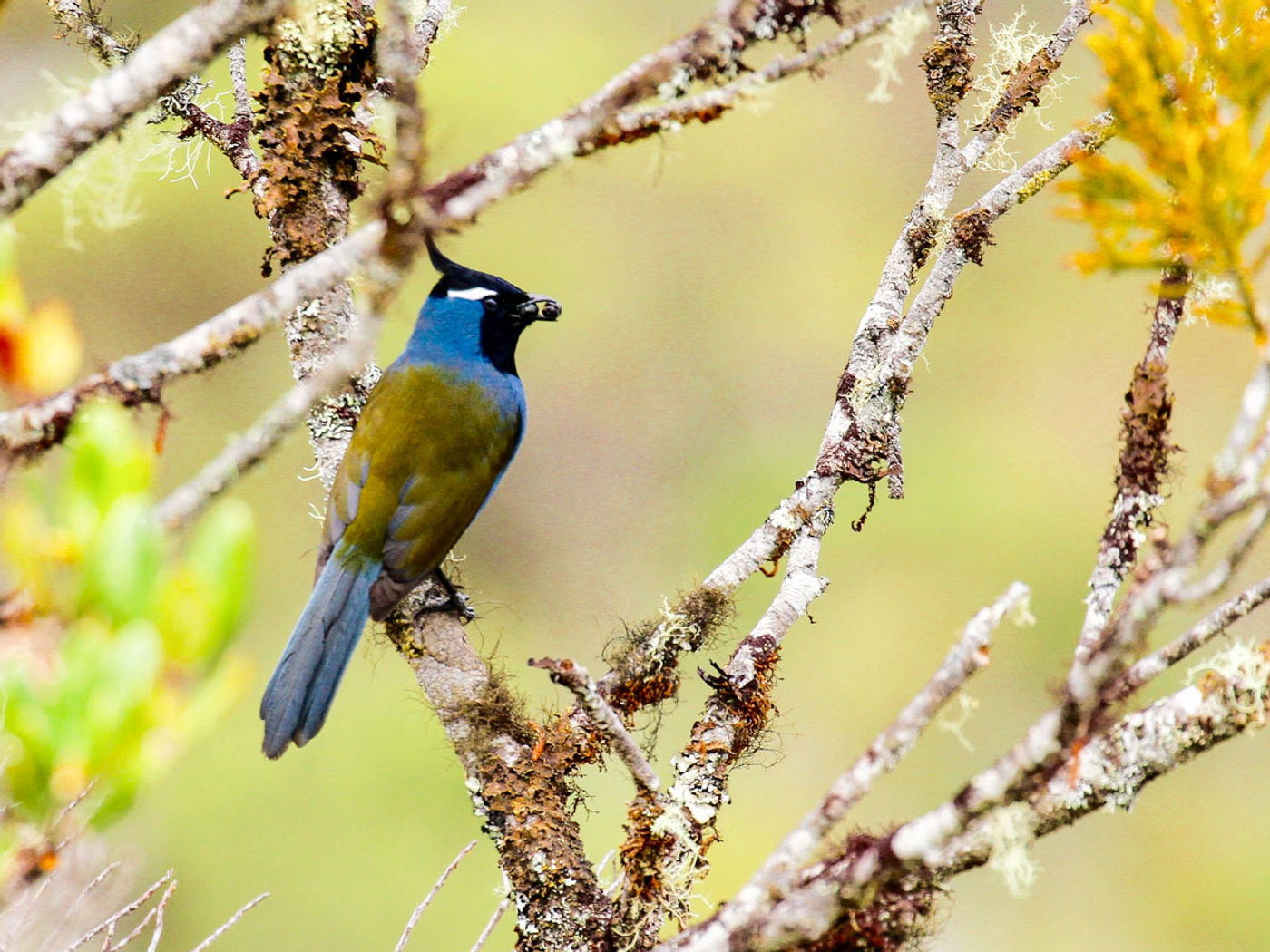 STARLINGreizenBlogberichten (758 van 1762) Crested berrypecker. © Geert Beckers