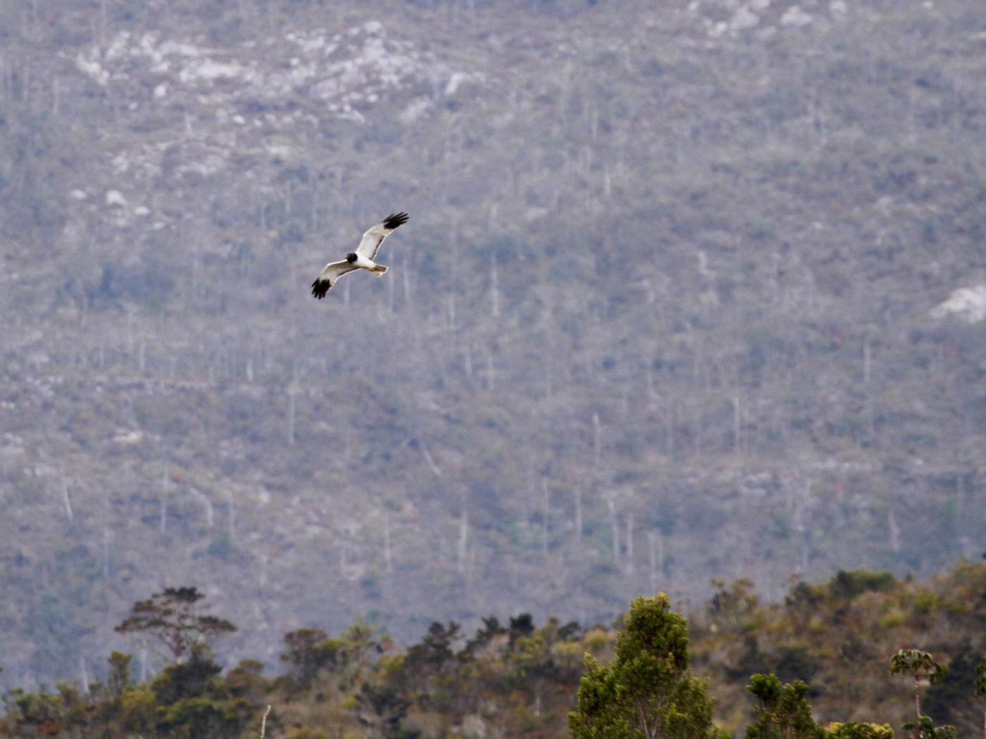 STARLINGreizenBlogberichten (759 van 1762) Papuan harier in zijn habitat. © Geert Beckers