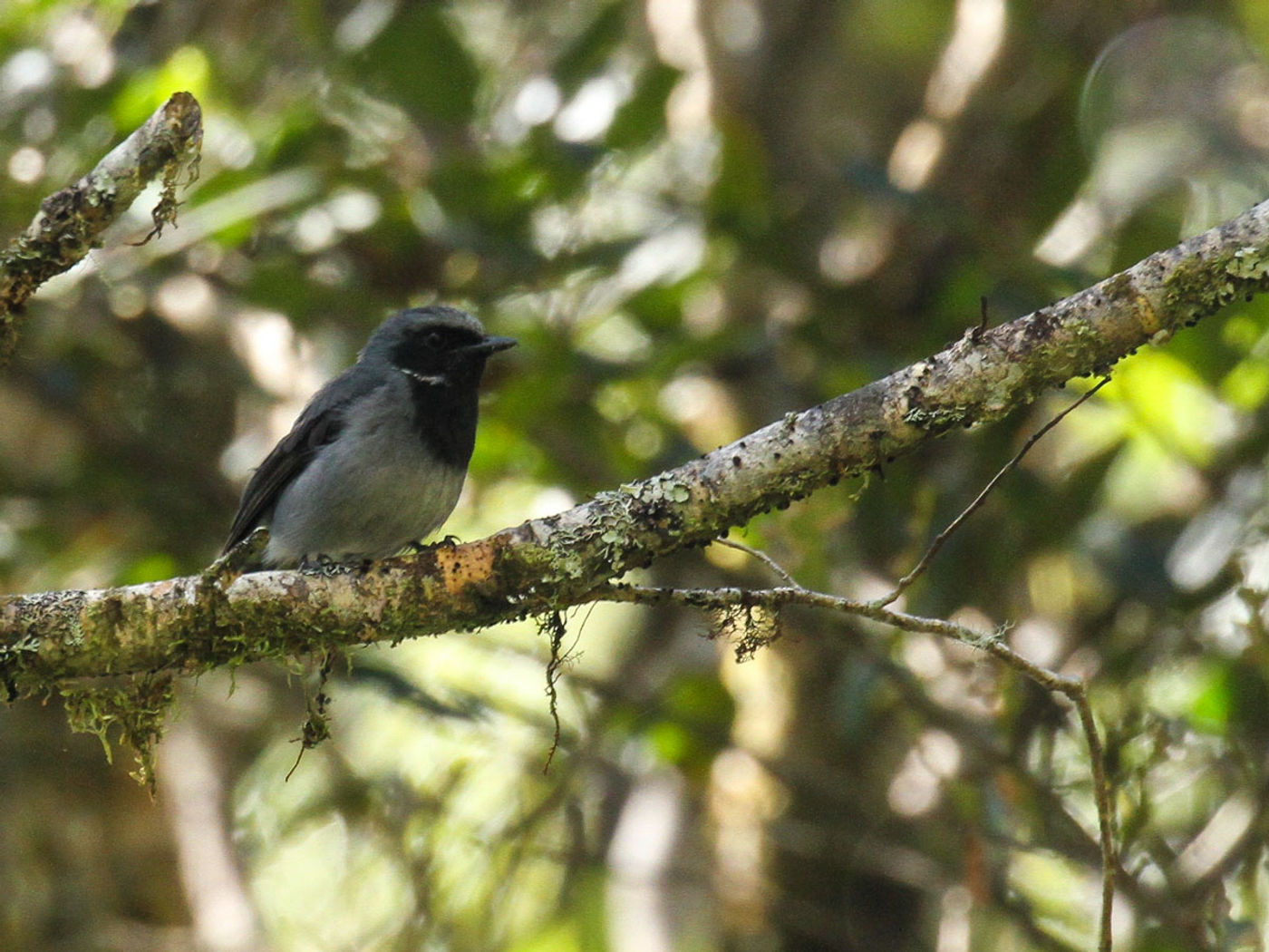 STARLINGreizenBlogberichten (767 van 1762) Black-throated robin. © Geert Beckers
