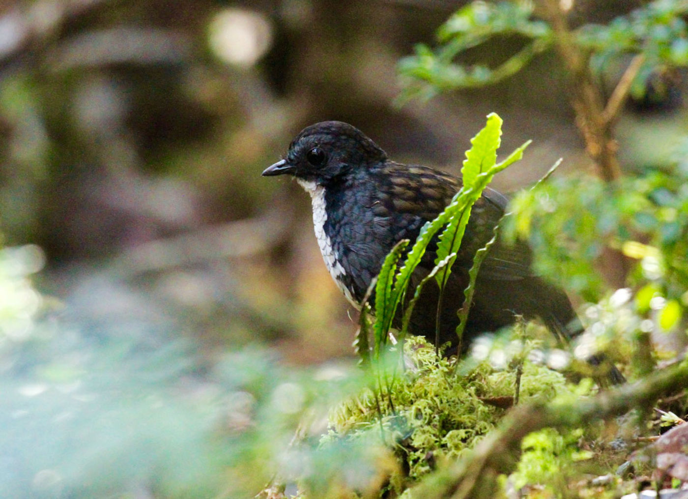 Northern logrunner. © Geert Beckers