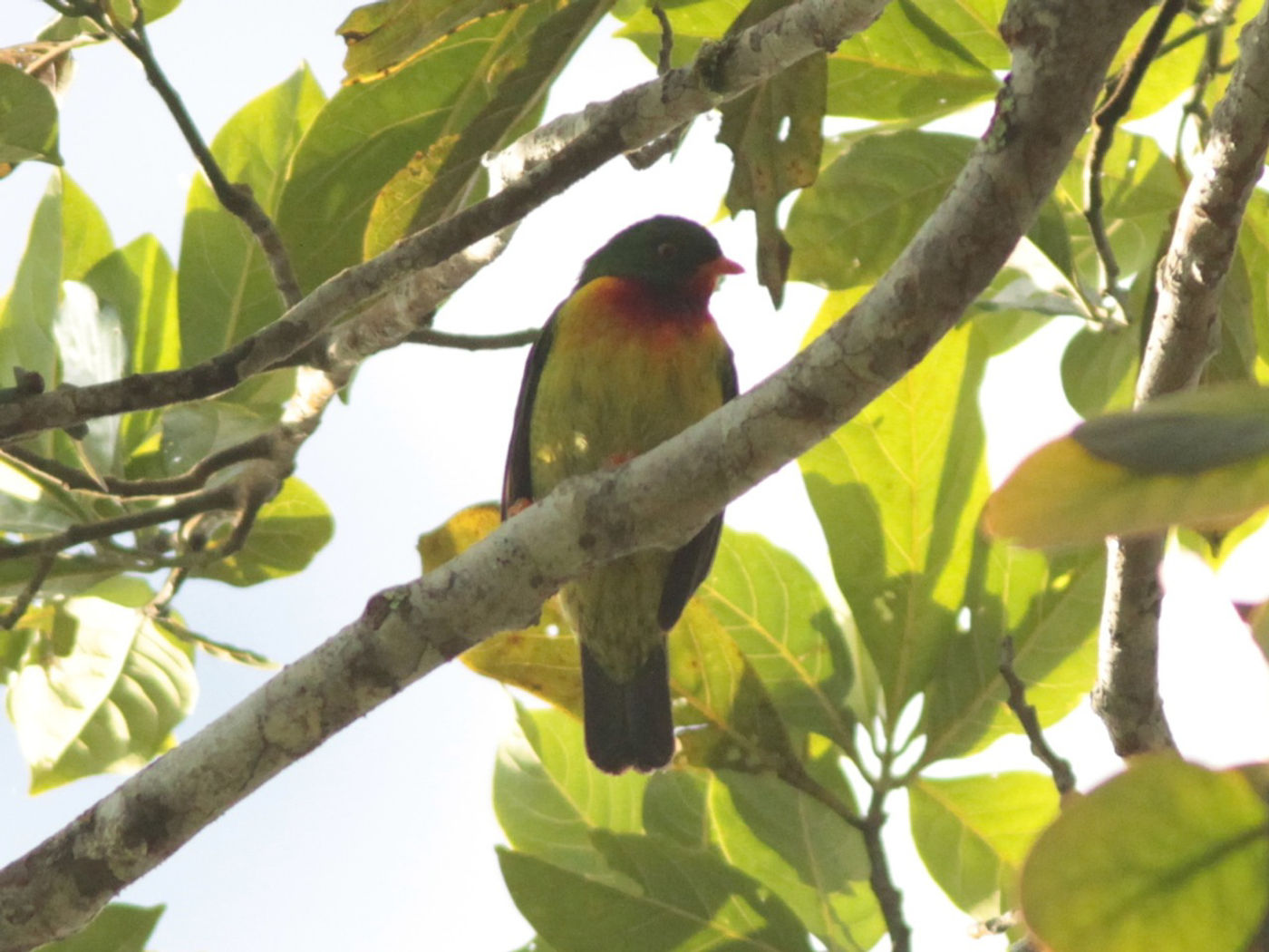 Scarlet-breasted fruiteater. © Lieven De Temmerman