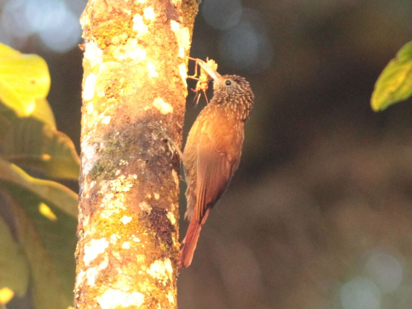 Ocellated woodcreeper. © Lieven De Temmerman