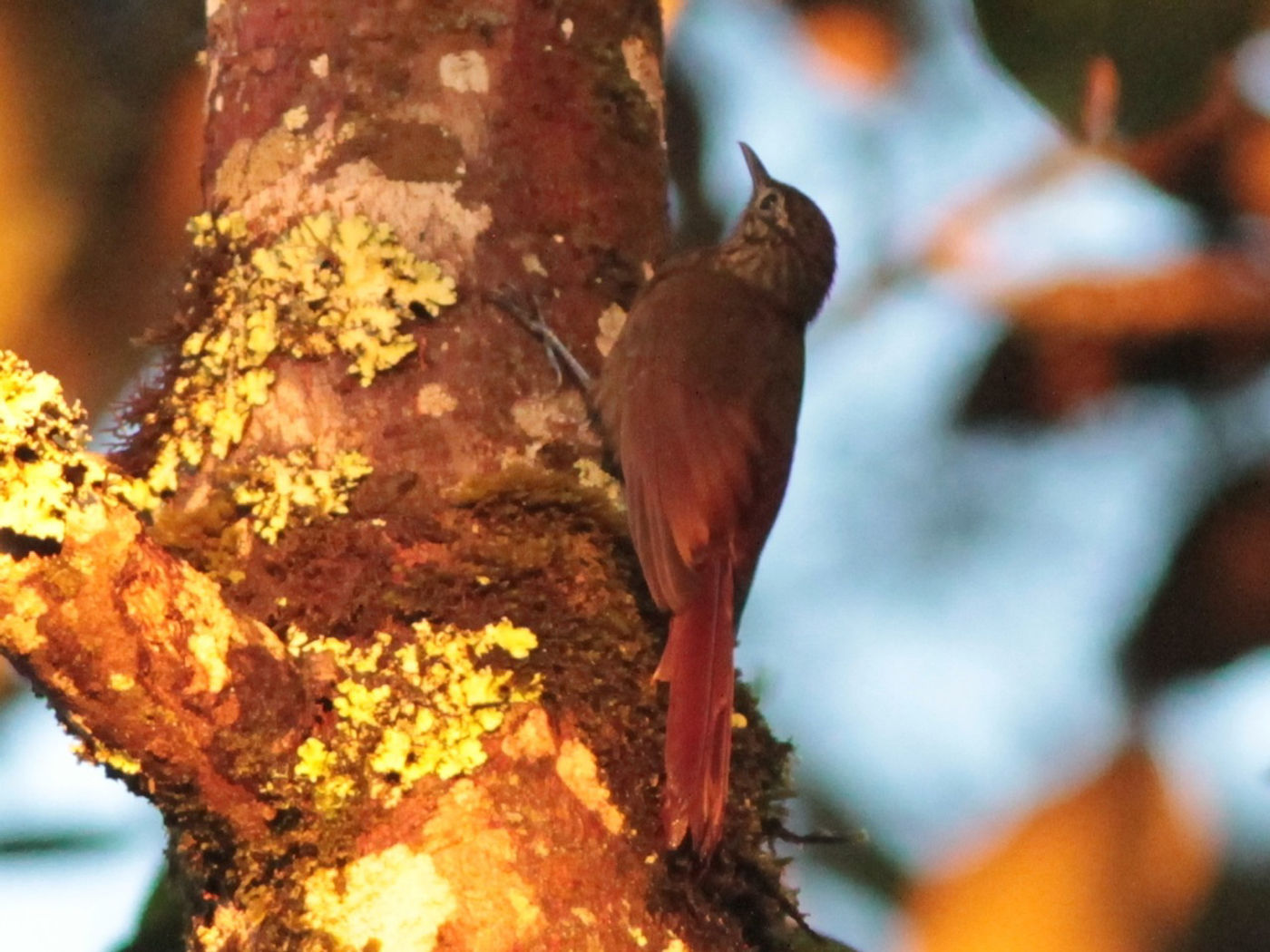 Long-tailed woodcreeper. © Lieven De Temmerman