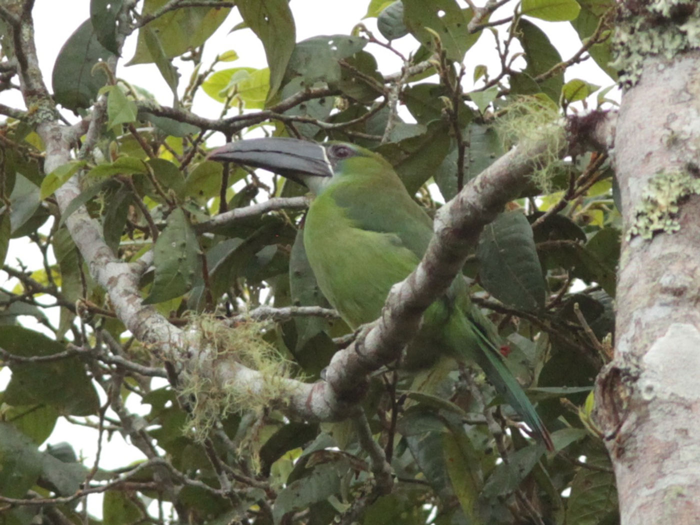 Chestnut-tipped toucanet. © Lieven De Temmerman