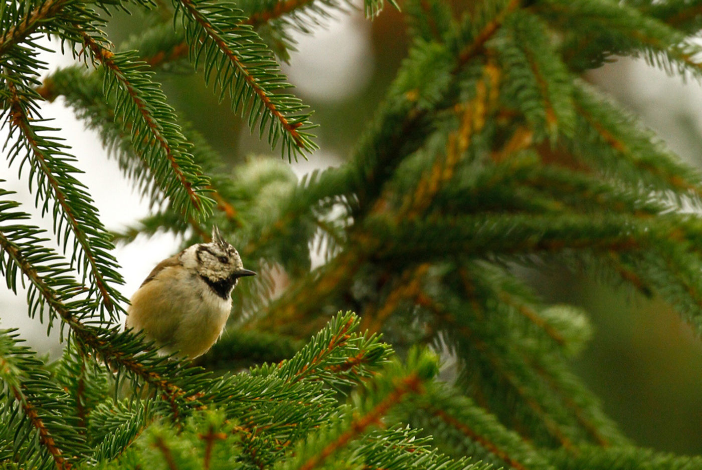 Kuifmees. © Johannes Jansen