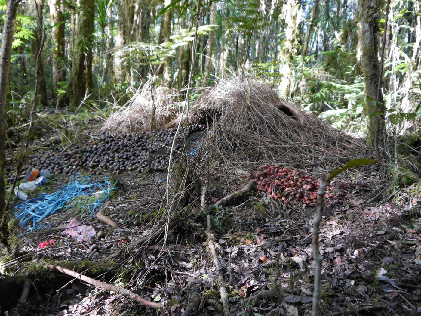 STARLINGreizenBlogberichten (824 van 1762) Dansgrond van een Vogelkop bowerbird. © Luc Bekaert