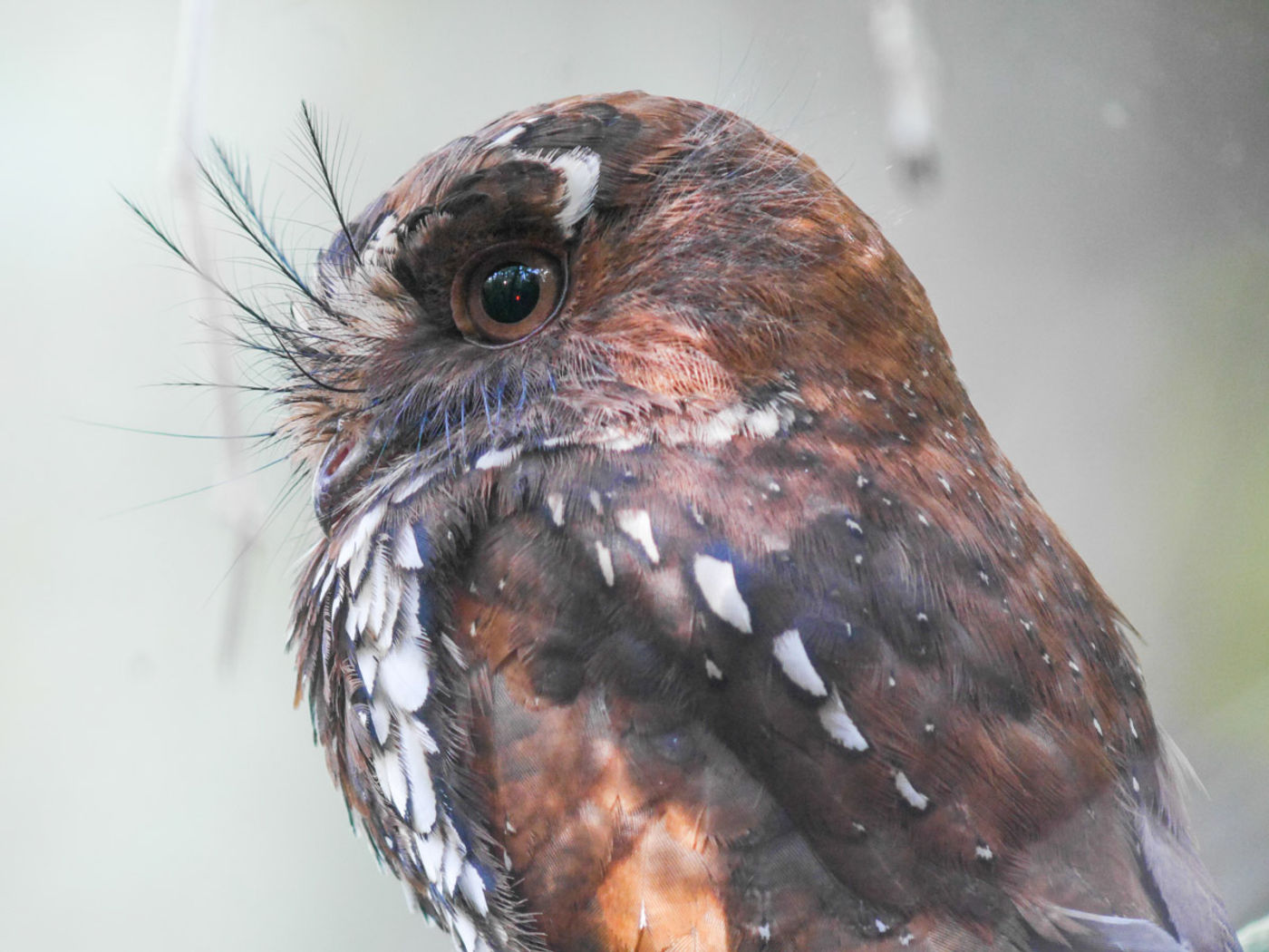 Feline owlet-nightjar. © Roy Hendrix