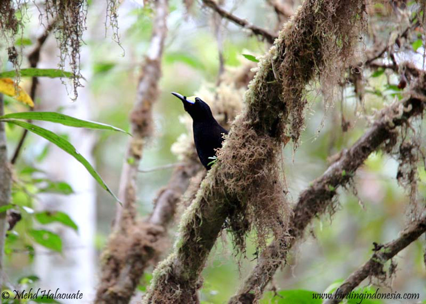 Long-tailed paradigala. © Mehd Halaouate