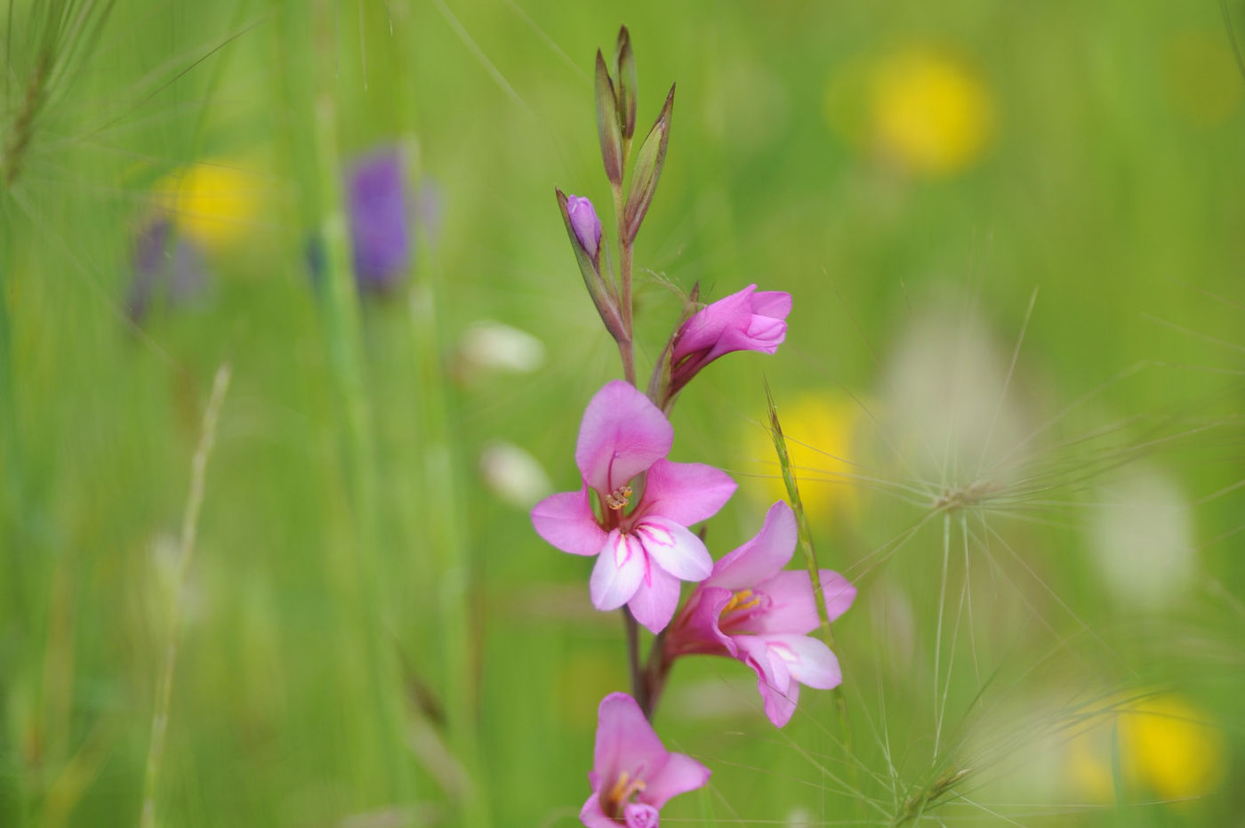 STARLINGreizenBlogberichten (87 van 1762) De gladiolus is een van de knapste planten van Spanje. © David 'Billy' Herman