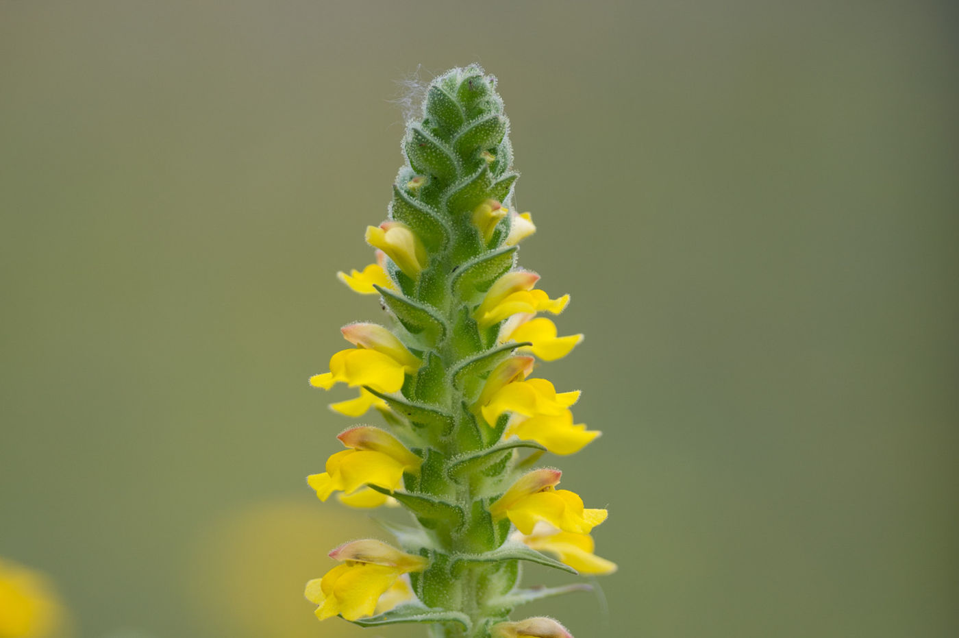 STARLINGreizenBlogberichten (88 van 1762) Bellardia trixago, een plant van de familie van scrophulariaceae. © David 'Billy' Herman