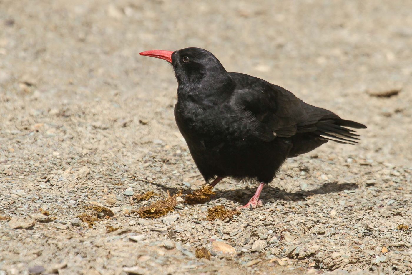 STARLINGreizenBlogberichten (887 van 1762) Alpenkraai. © Maarten Jacobs