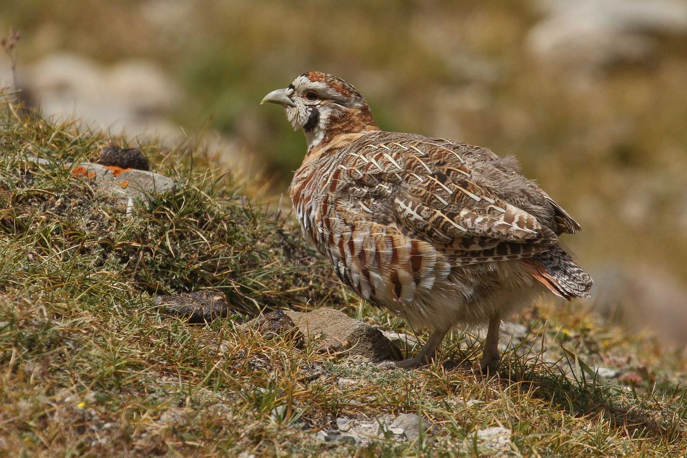 STARLINGreizenBlogberichten (891 van 1762) Tibetaanse patrijs. © Maarten Jacobs