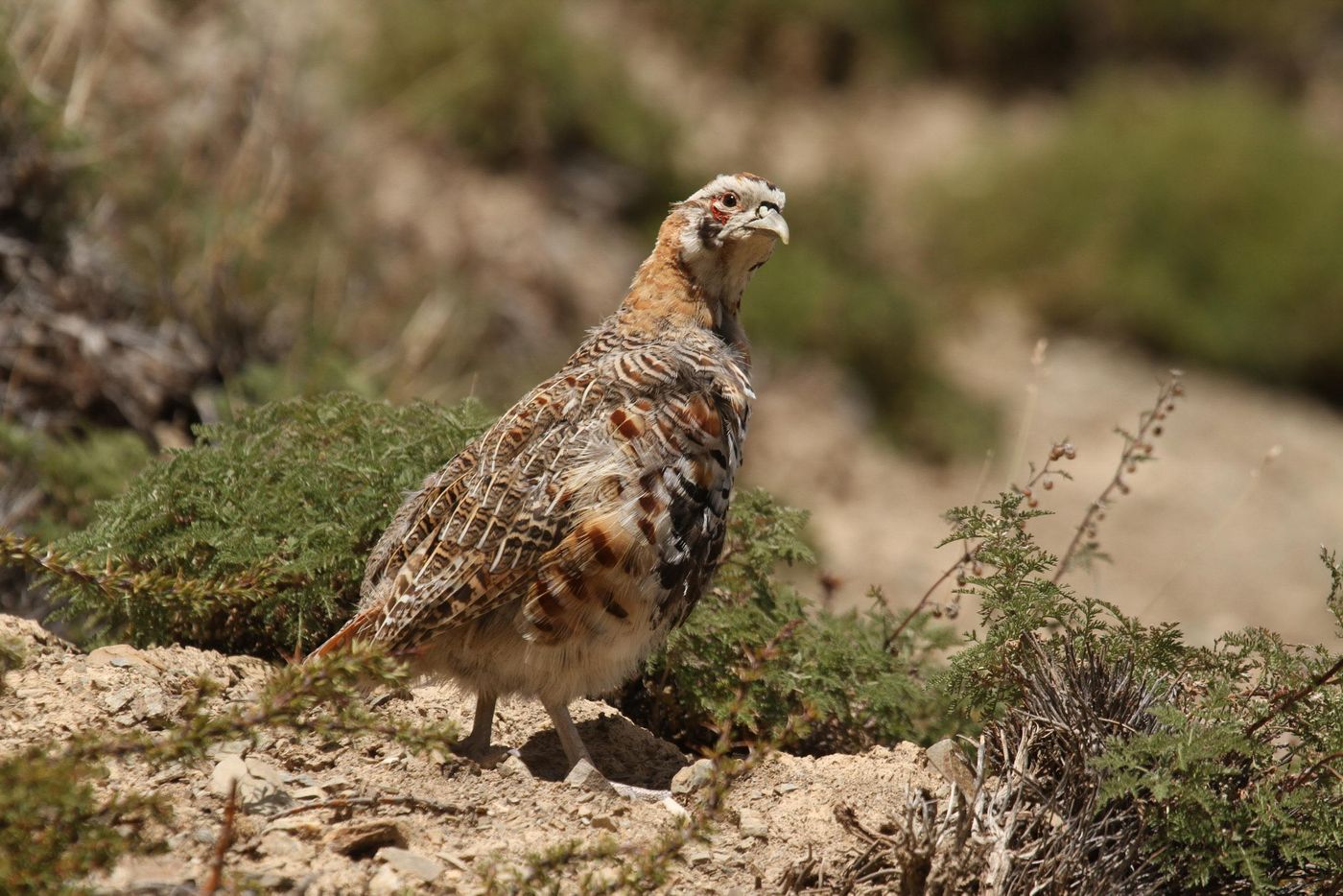 STARLINGreizenBlogberichten (892 van 1762) Tibetaanse patrijs. © Maarten Jacobs
