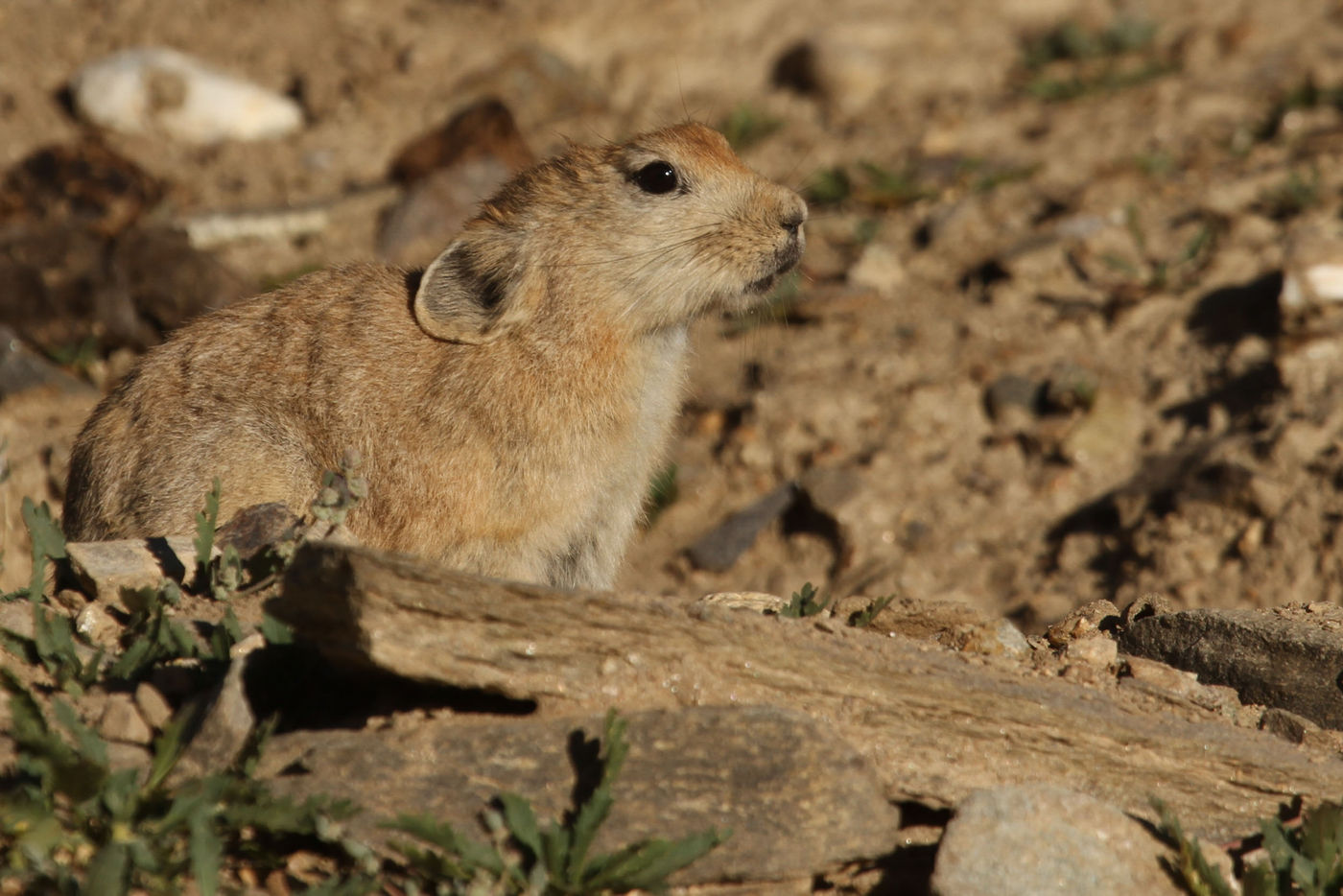 STARLINGreizenBlogberichten (905 van 1762) Black-lipped pikah. © Maarten Jacobs