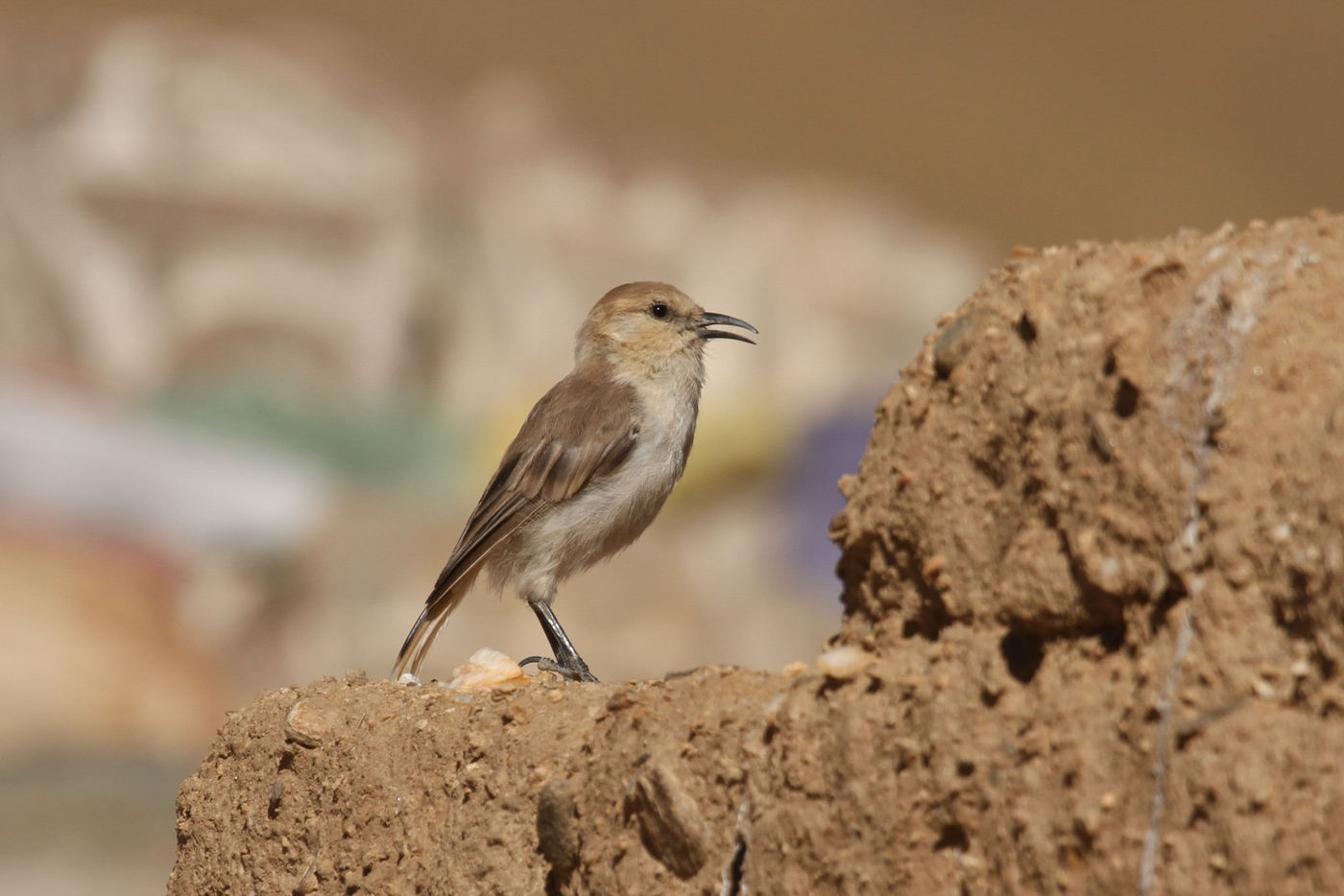 STARLINGreizenBlogberichten (907 van 1762) Tibetan ground-tit. © Maarten Jacobs