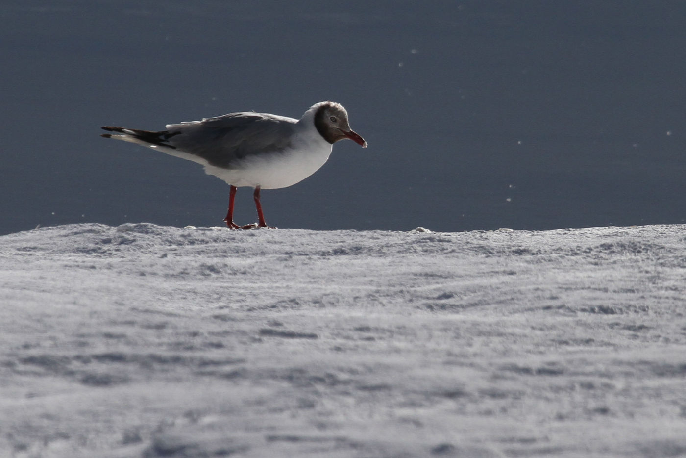 STARLINGreizenBlogberichten (914 van 1762) Brown-headed gull. © Maarten Jacobs