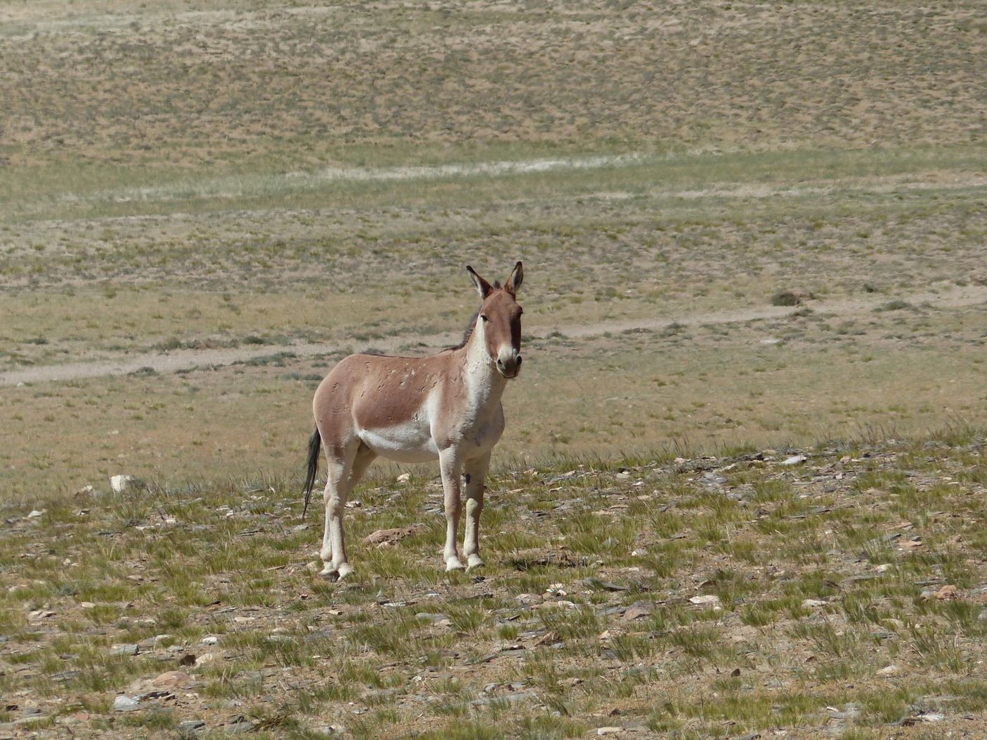 STARLINGreizenBlogberichten (916 van 1762) Tibetaanse ezel. © Jörg Hamann