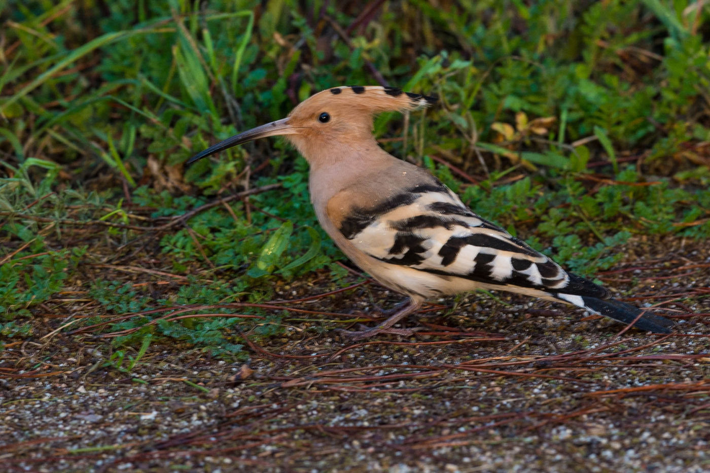 STARLINGreizenBlogberichten (948 van 1762) De hop, een schaarse wintergast. © David 'Billy' Herman