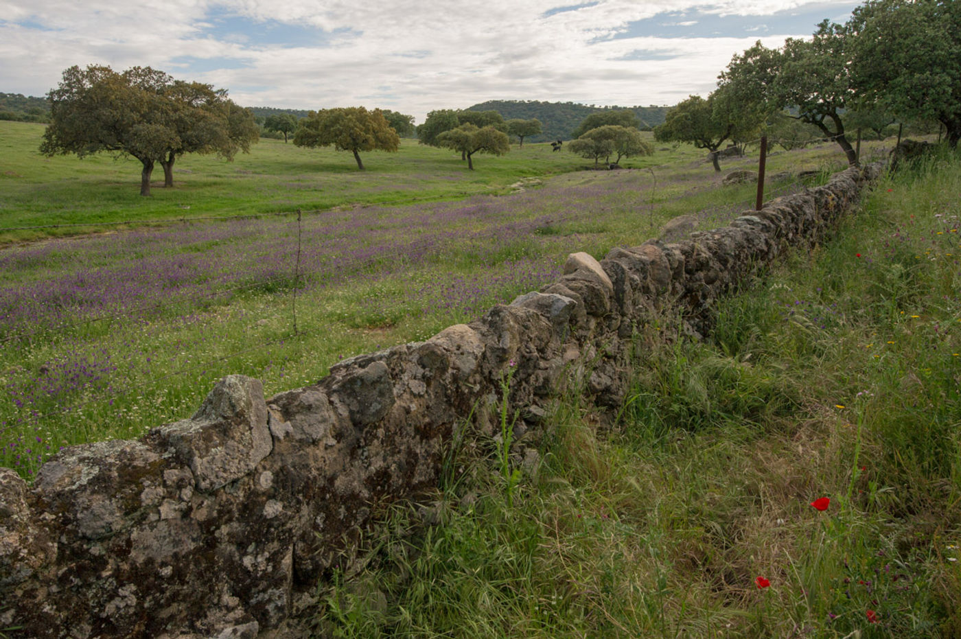 STARLINGreizenBlogberichten (96 van 1762) Dehesa landschap. © David 'Billy' Herman