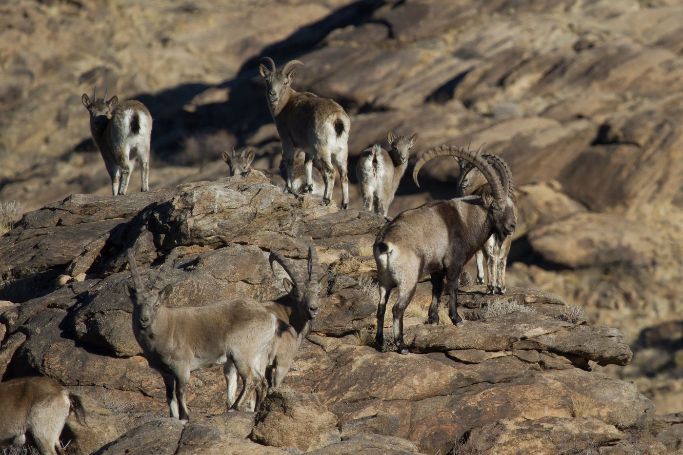 Een groep Siberian ibexes. © STARLING reizen