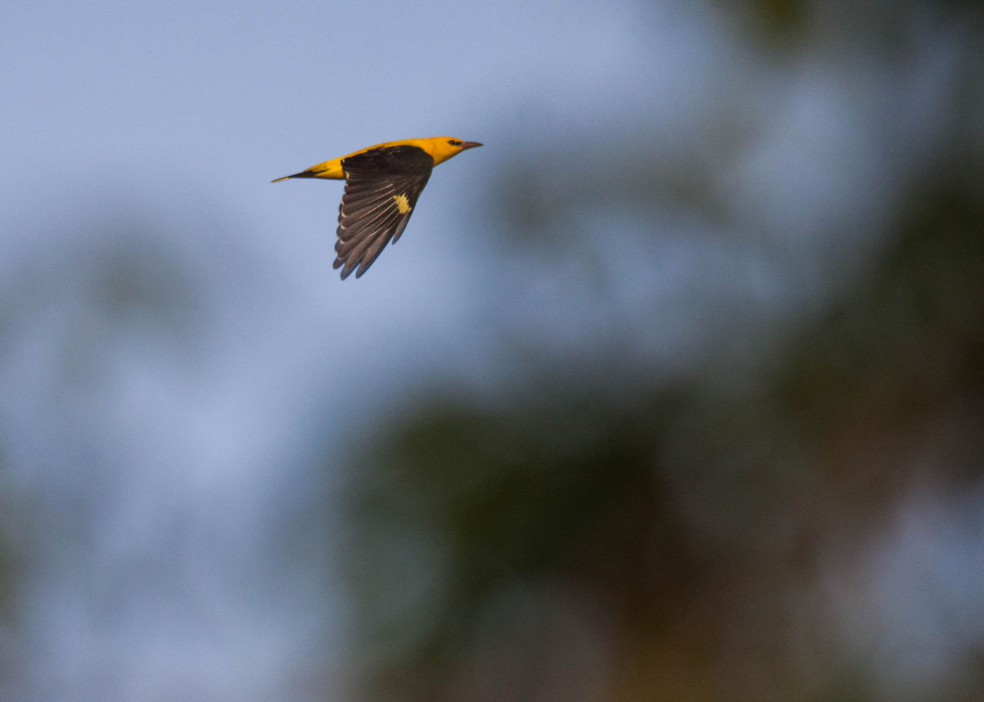 Wielewalen zijn ook op trek vaak erg schuw. © Joachim Bertrands