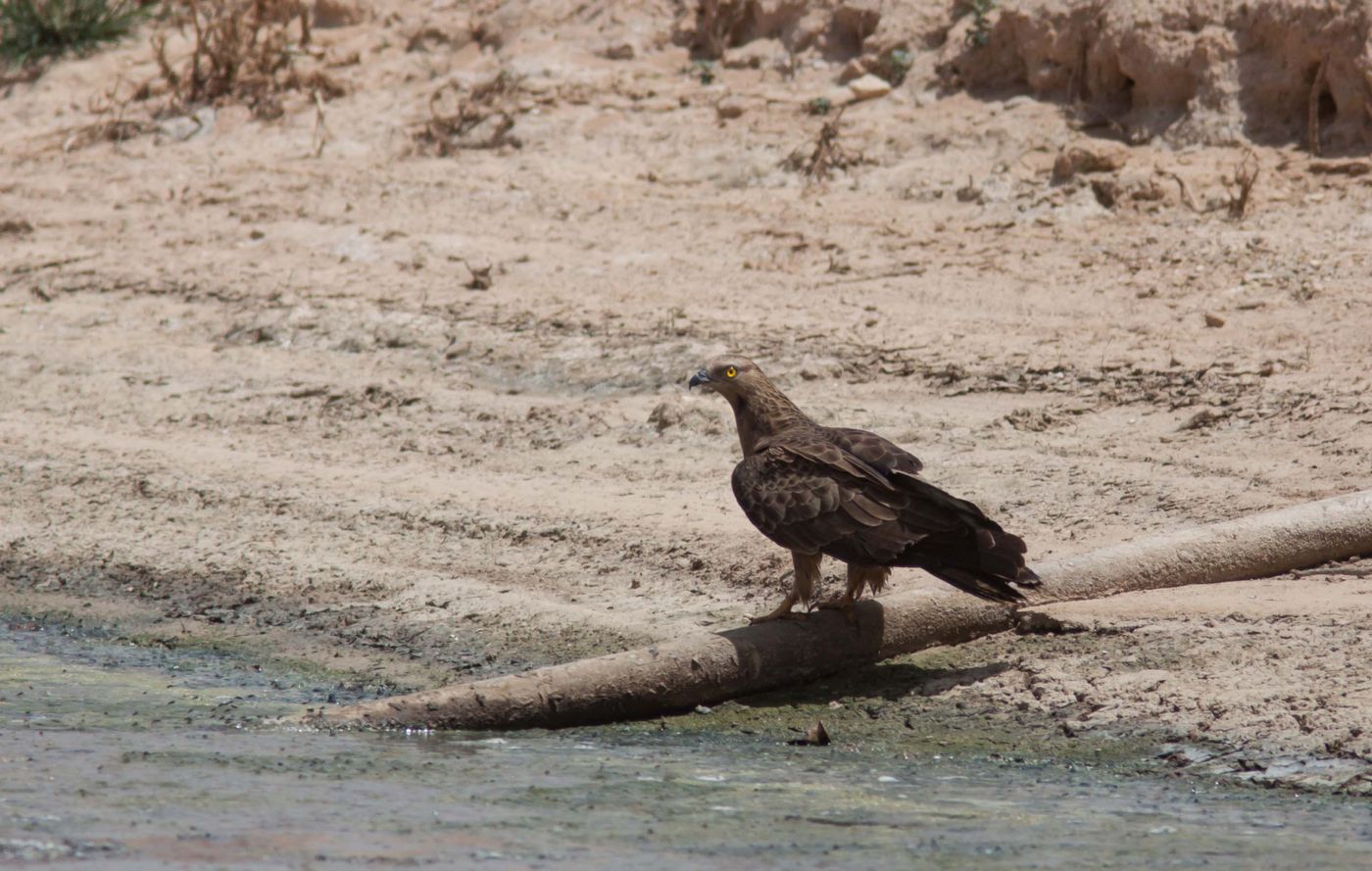 Adult vrouwtje wespendief met een paar trekken van de Aziatische tegenhanger, mogelijk een hybride. © Joachim Bertrands