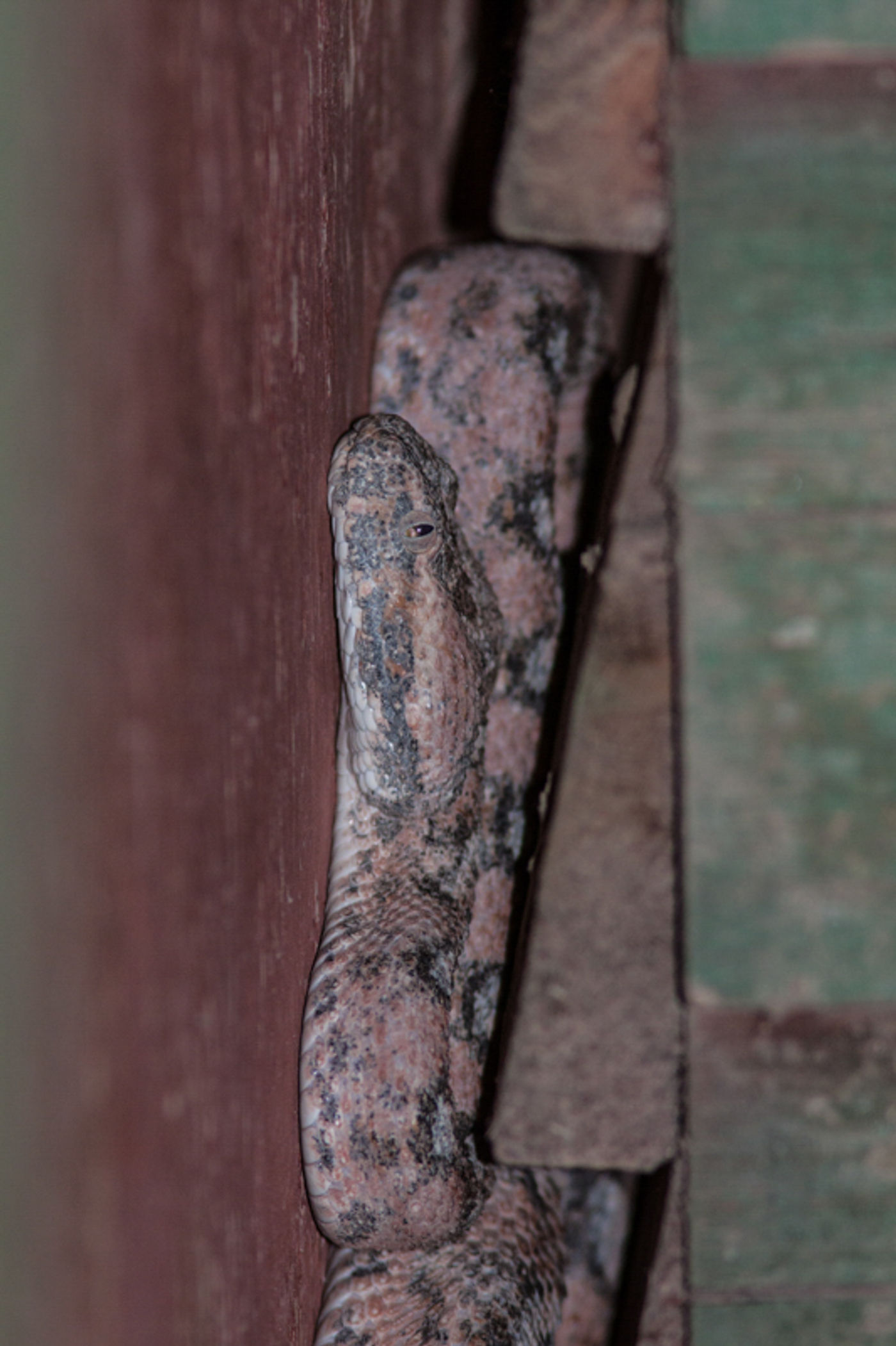 Palestine saw-scaled viper. © Joachim Bertrands