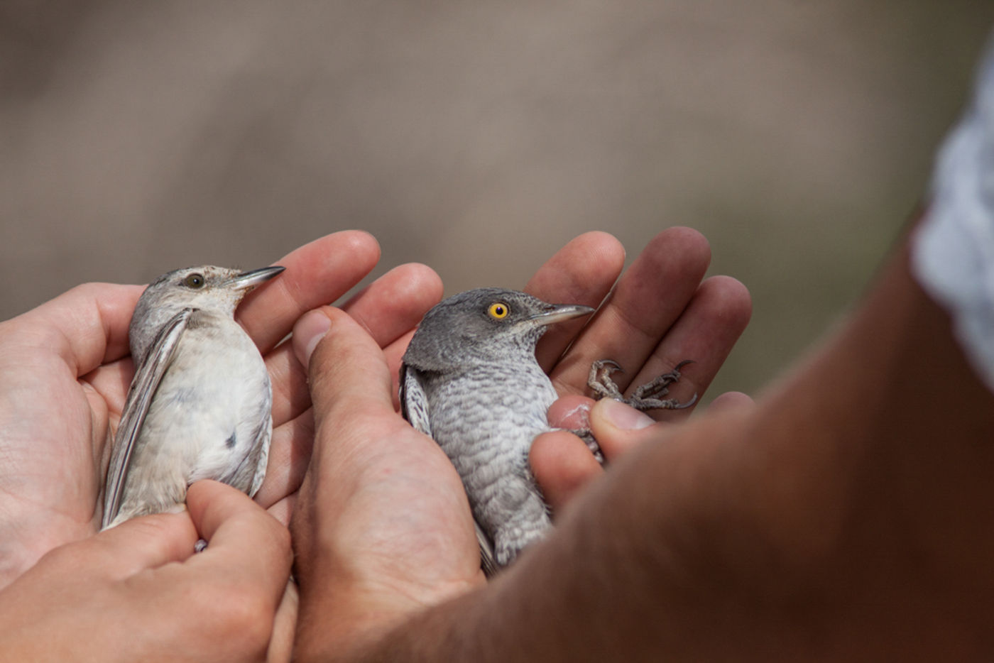 Man en vrouw sperwergrasmus. © Joachim Bertrands