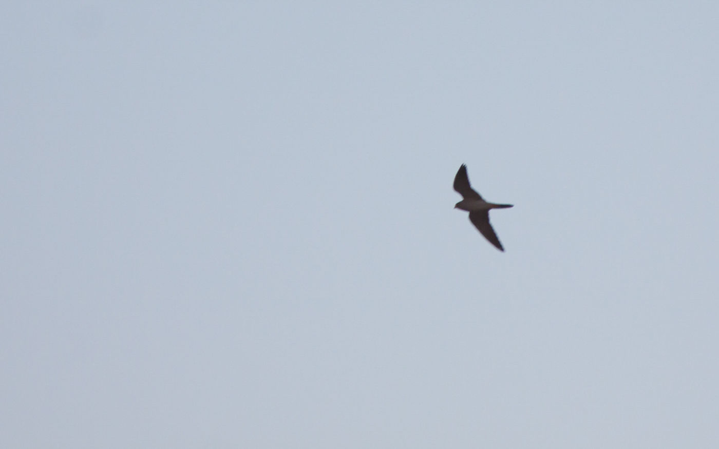 STARLINGreizenBlogberichten (1162 van 1762) Recordshot van een woestijnvalk. © Joachim Bertrands