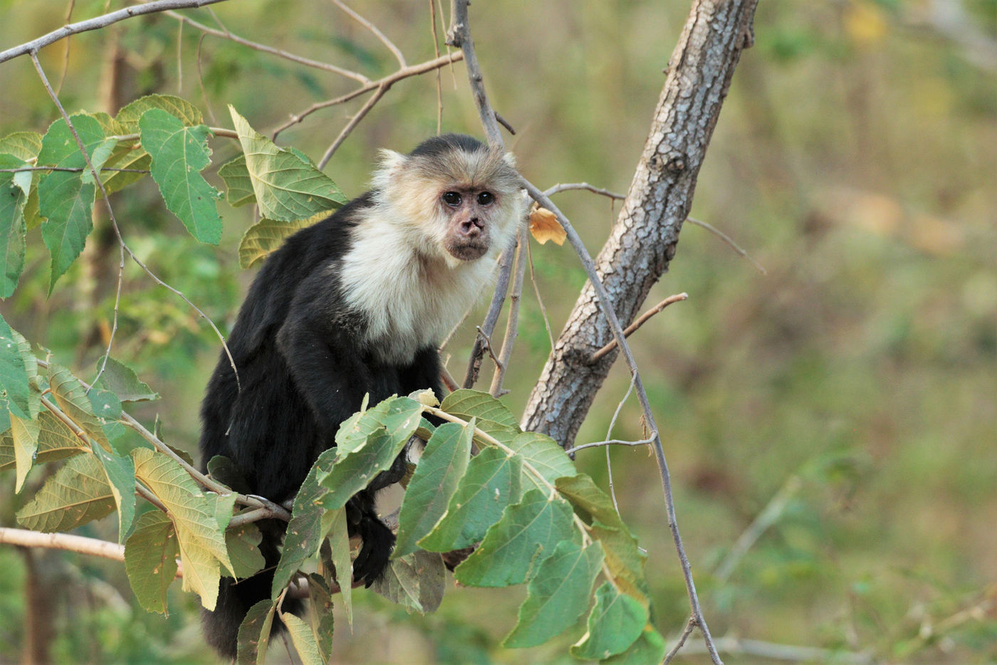 Le White-faced Capuchin est omnivore, et il se rapproche parfois du sol pour venir y chercher des fruits tombés © Noé Terorde