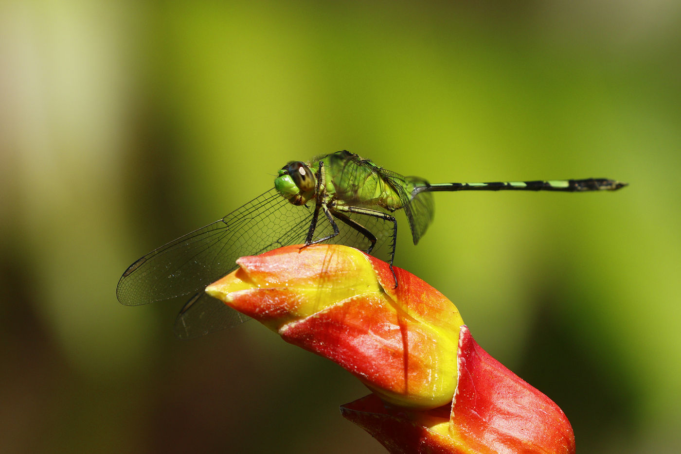 Les libellules sont tout aussi colorées que les oiseaux ici © Noé Terorde