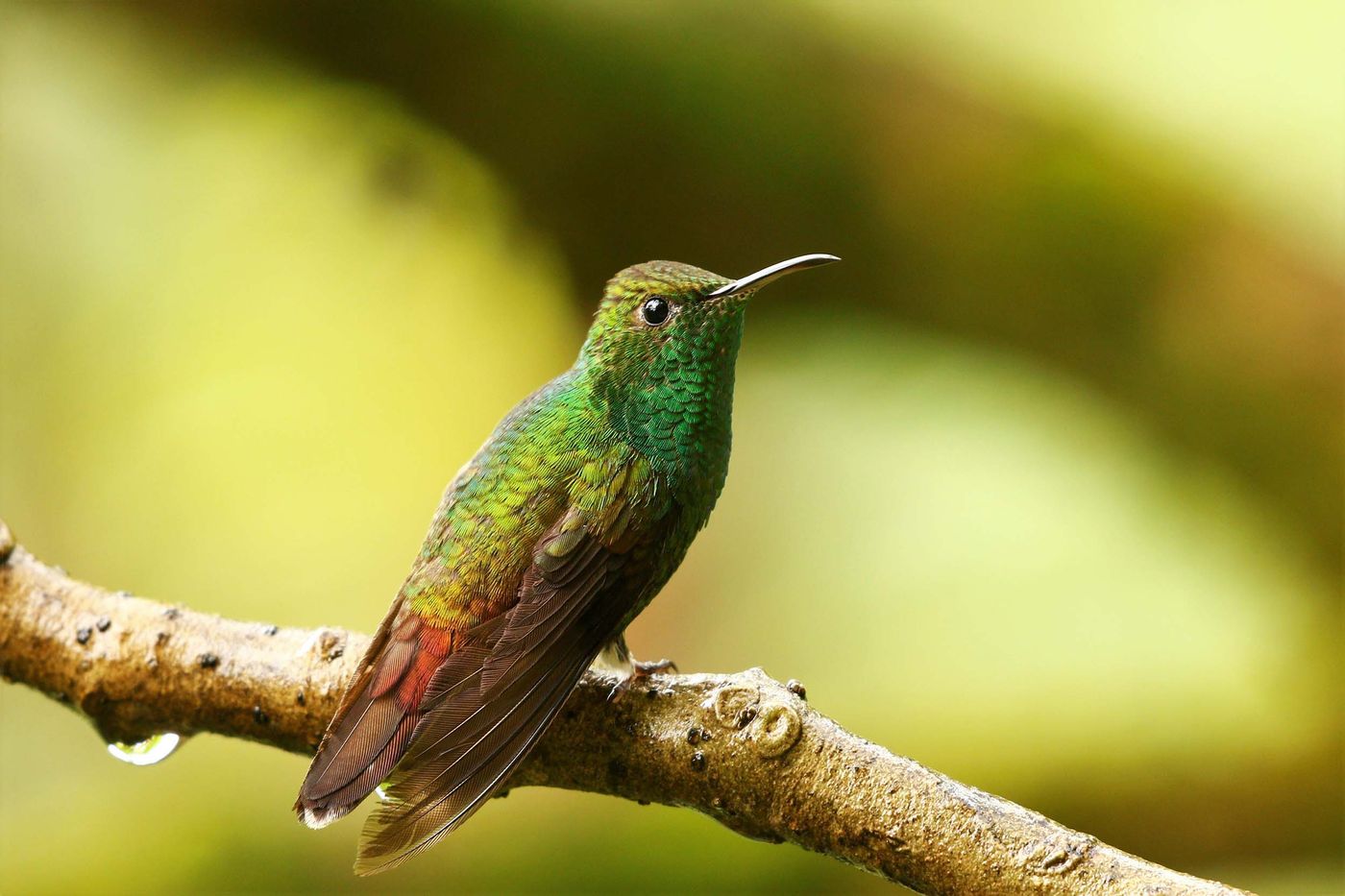 Le Coppery-headed Emerald est un oiseau endémique du Costa Rica, et lorsque le soleil est généreux, ses reflets prennent des teintes magnifiques © Noé Terorde