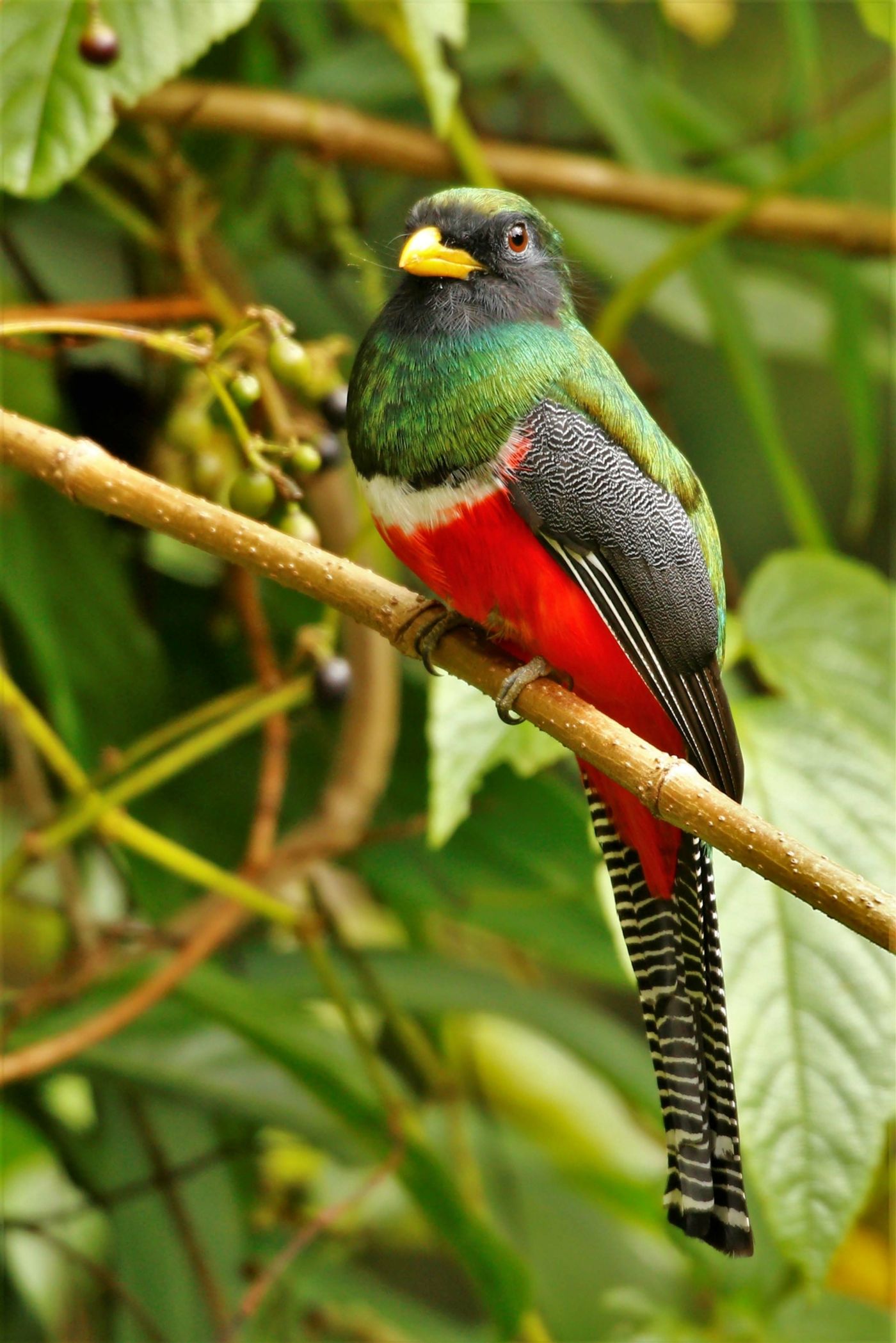 9 espèces de ces magnifiques trogons s'observent au Costa Rica © Noé Terorde