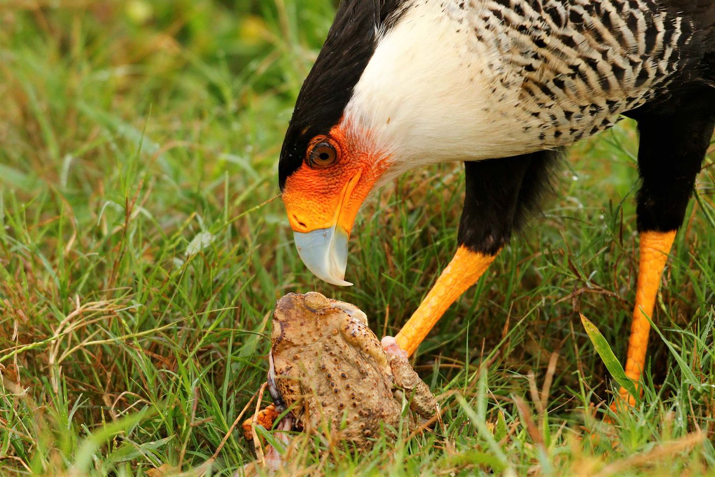 Ce Caracara a trouvé un repas qui a l'air de lui plaire ! © Noé Terorde