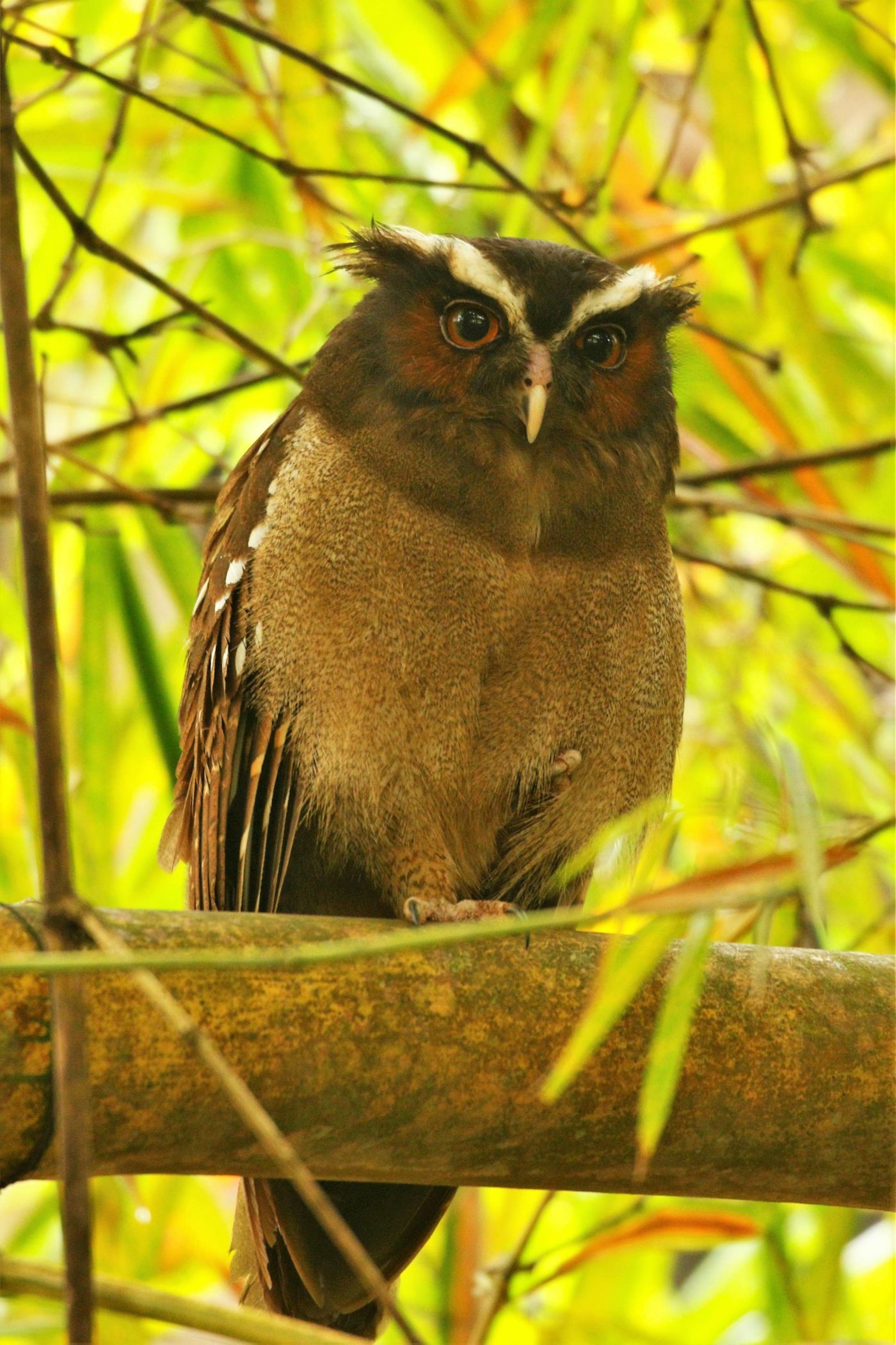 Crested Owl au repos en pleine journée © Noé Terorde