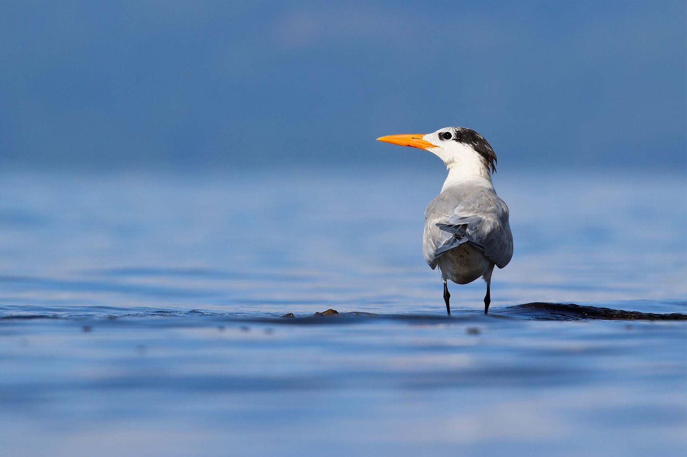 La Royal Tern niche au USA et passent une partie de l'année sur le littoral du Costa RIca © Noé Terorde