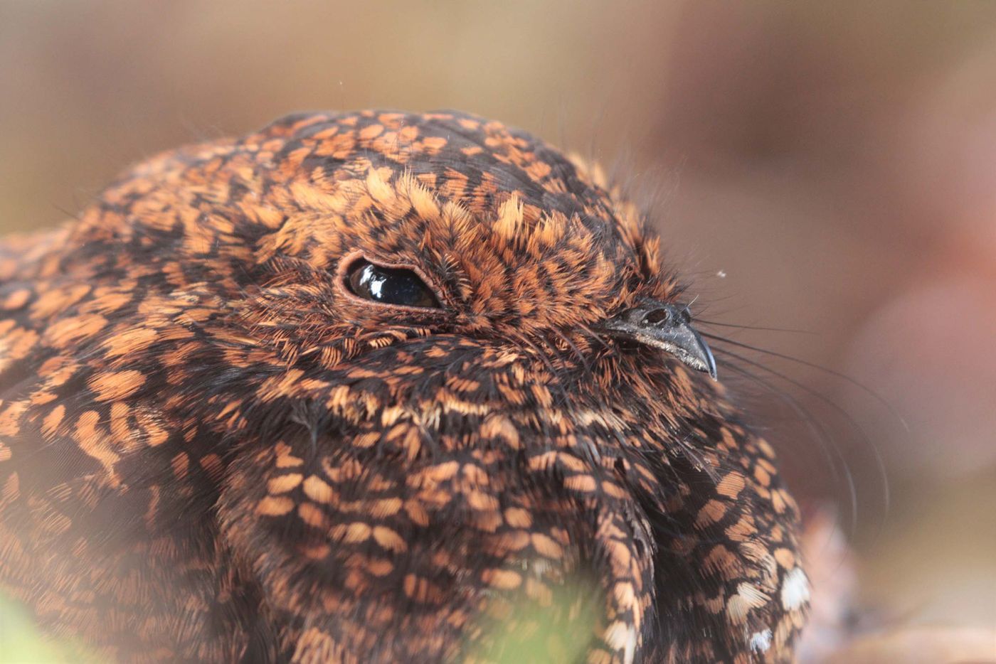 Au Costa Rica aussi les engoulevents font confiance à leur camouflage... Un Dusky Nightjar, endémique de la région © Noé Terorde