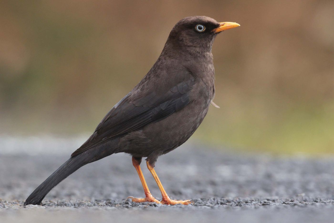 La Sooty Thrush, par sa robe noire, rappelle notre merle © Noé Terorde