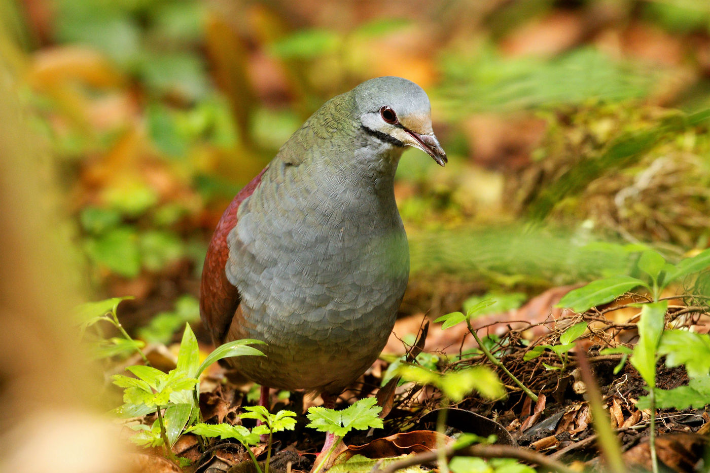 Les Quails-Doves sont des oiseaux discrets et farouches ; si nous avons de la chance, peut-être en croiserons nous © Noé Terorde