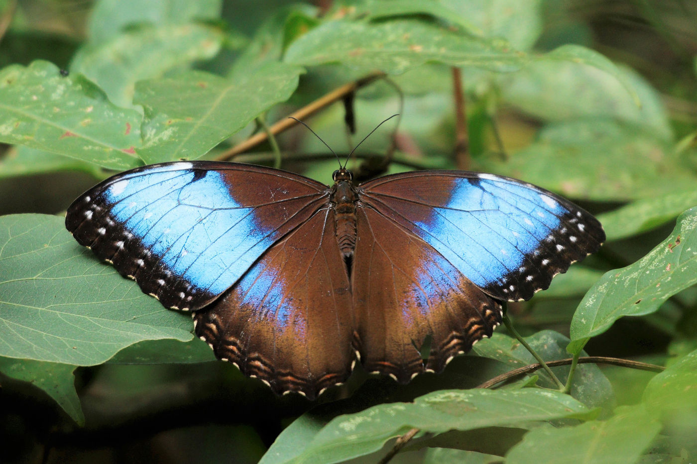 Un Morpho, l'un des papillons emblématiques du pays, et parmi les plus impressionnants © Noé Terorde