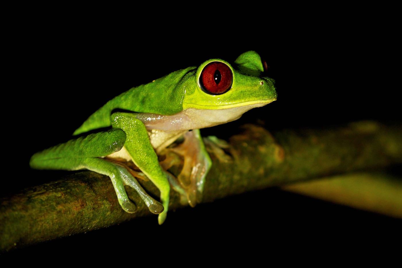 Lors de promenades nocturnes, il est possible d'observer la mythique Red-eyed Tree Frog © Noé Terorde