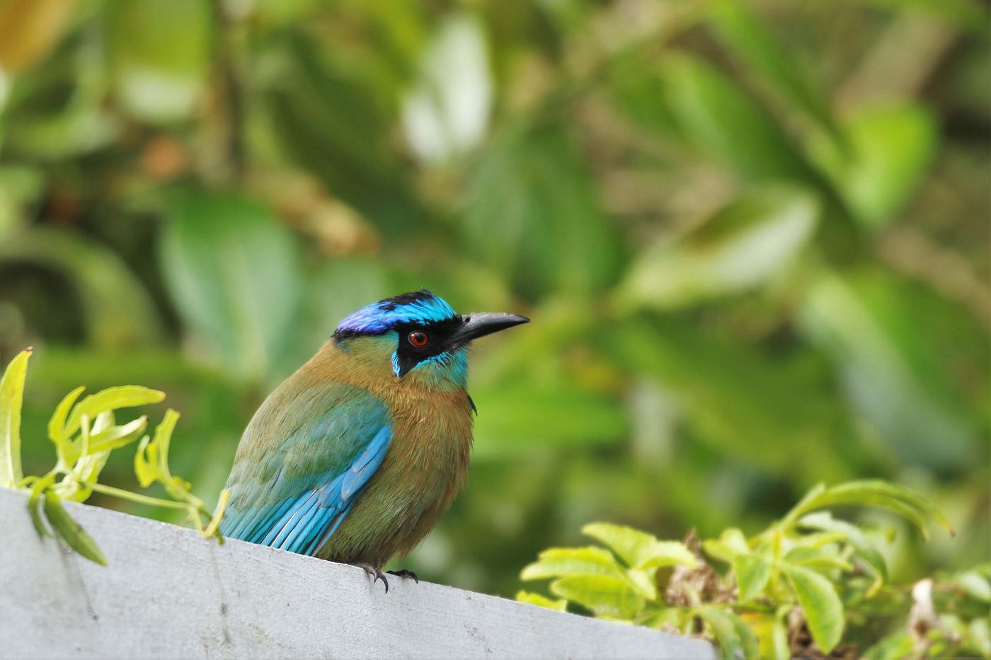 L'un des plus beaux oiseaux du pays probablement : un Lesson's Motmot © Noé Terorde