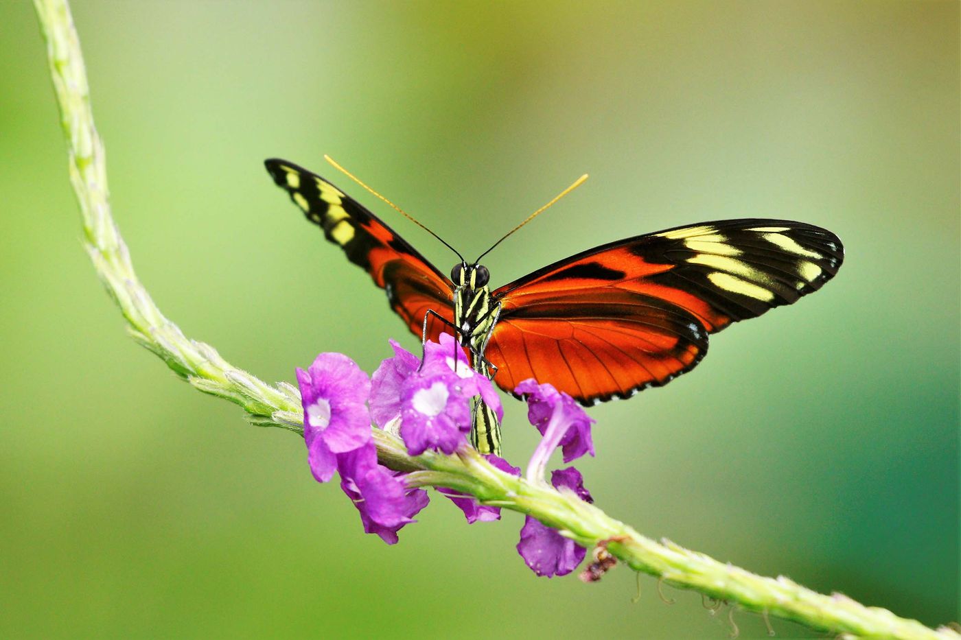 Un papillon nous a offert une explosion de couleurs en venant butiner cette fleur © Noé Terorde